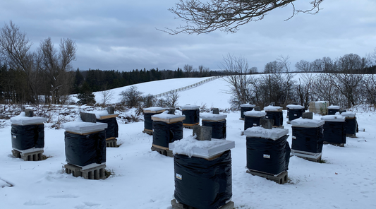 Where do bees go in winter?