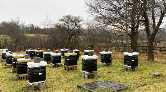 Spring Buzz: Key Steps Beekeepers Take for Healthy Hives