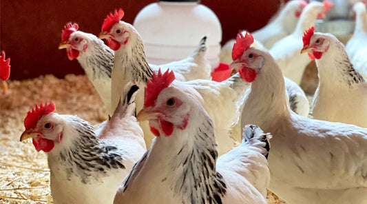 Cracking the Code on Raising Happy Chickens