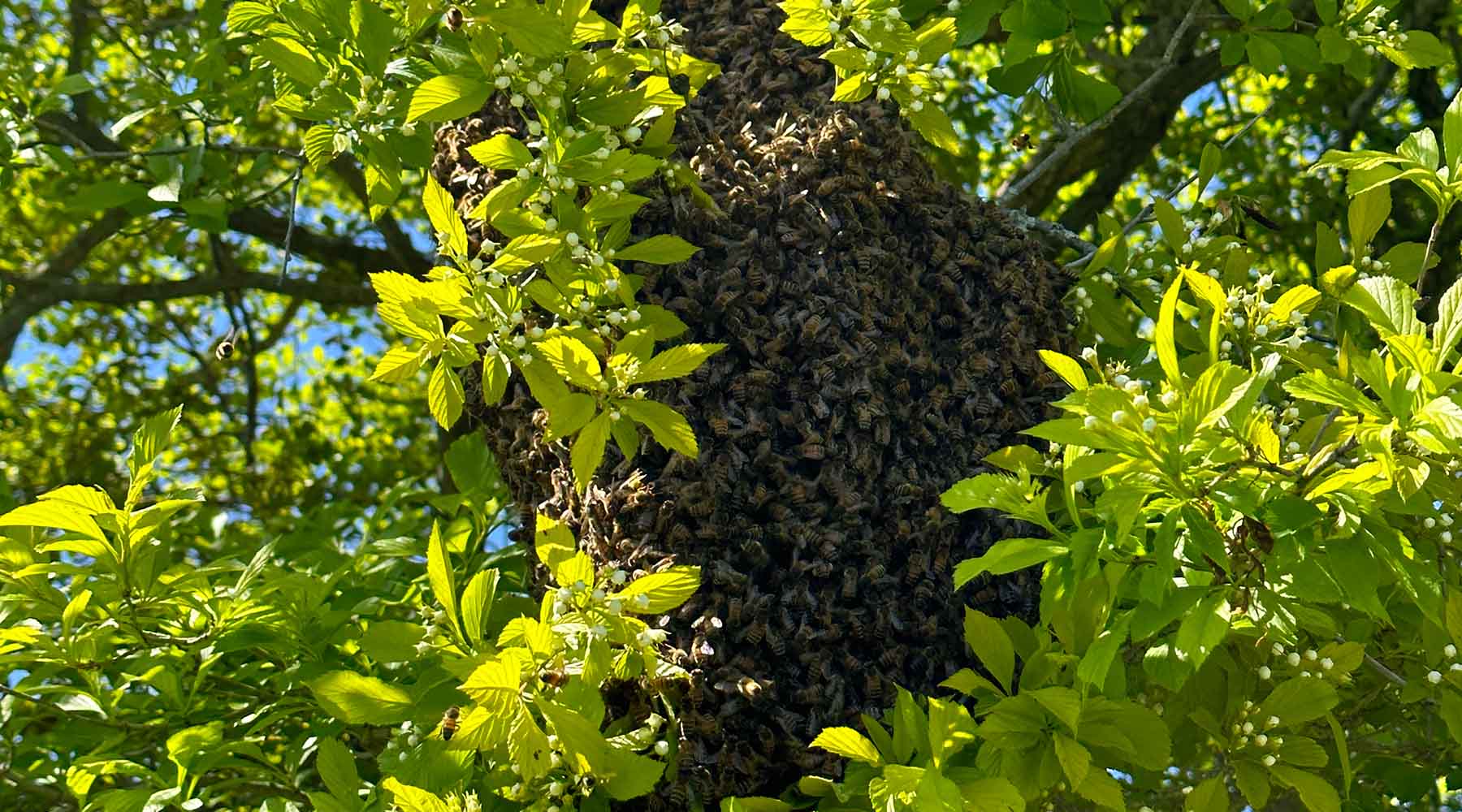 Why Bees Swarm And What To Do If You Encounter One – Kinghaven Farms