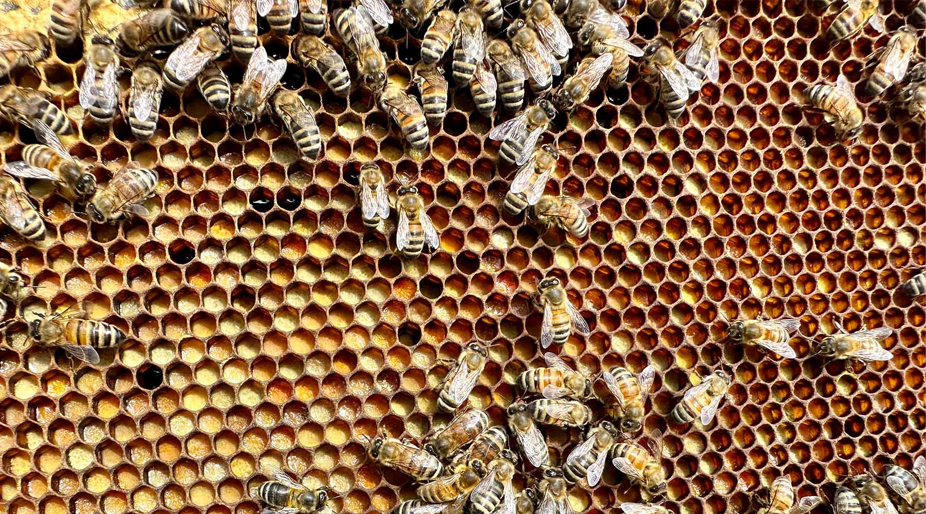 Bees Shp Five Easy Ways to Support Your Local Bee Population – Kinghaven Farms