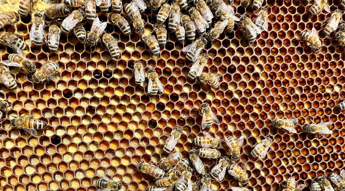 Bee Part of the Hive: Five easy ways to support your local bee population