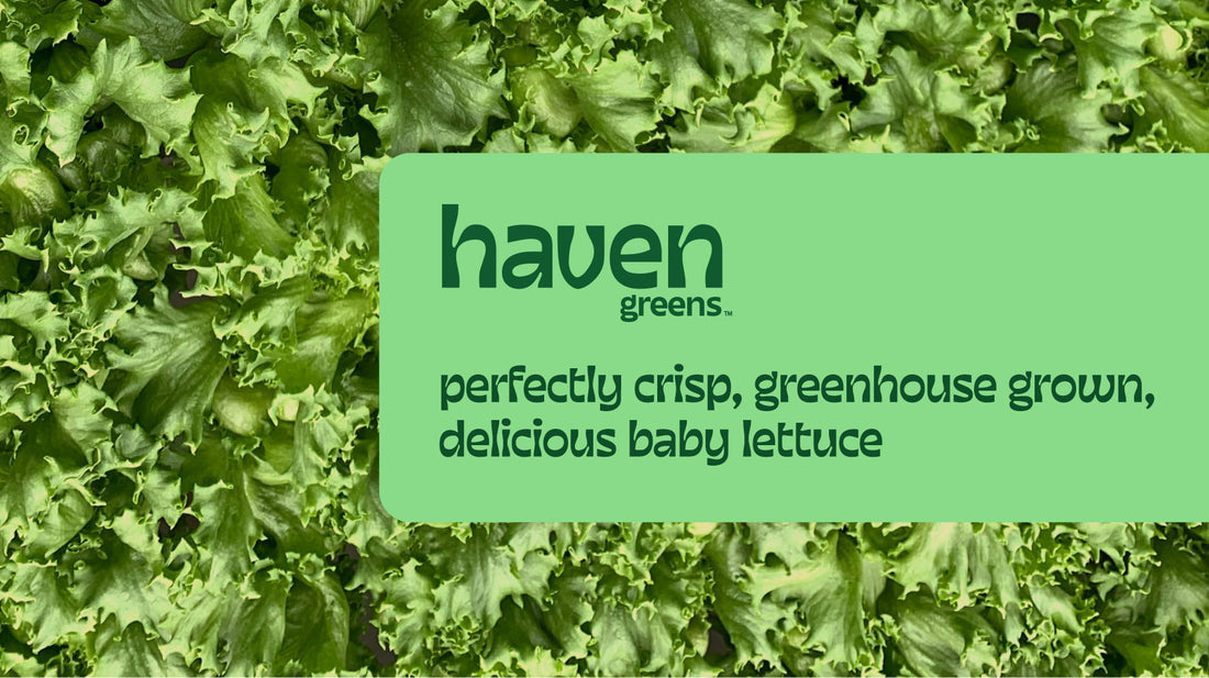 baby leaf lettuce and haven greens logo