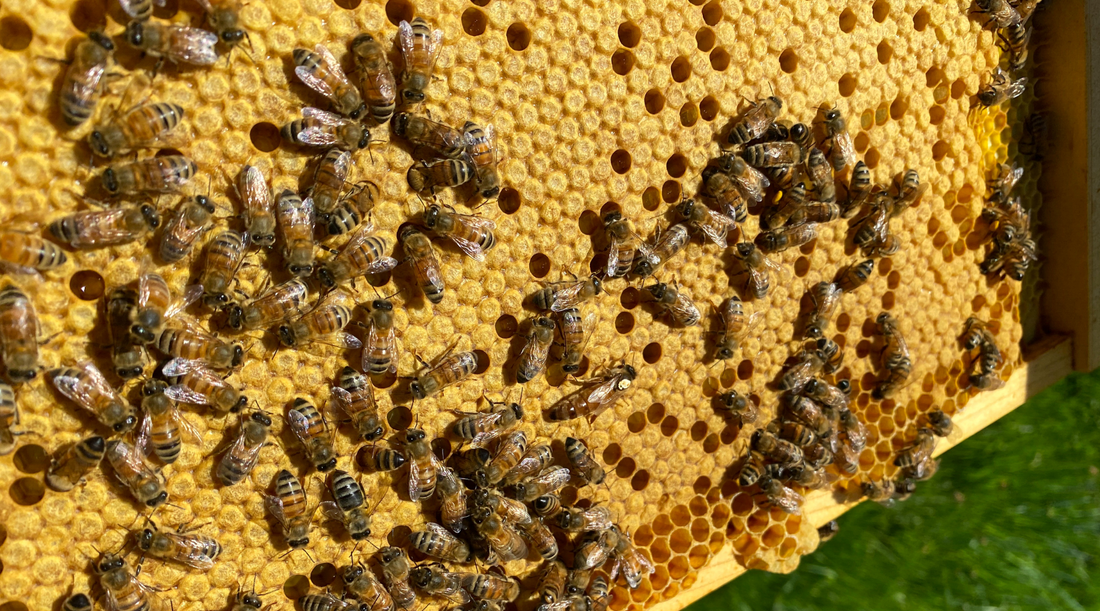 The healing power of bees: The rewards of apitherapy from aging to arthritis