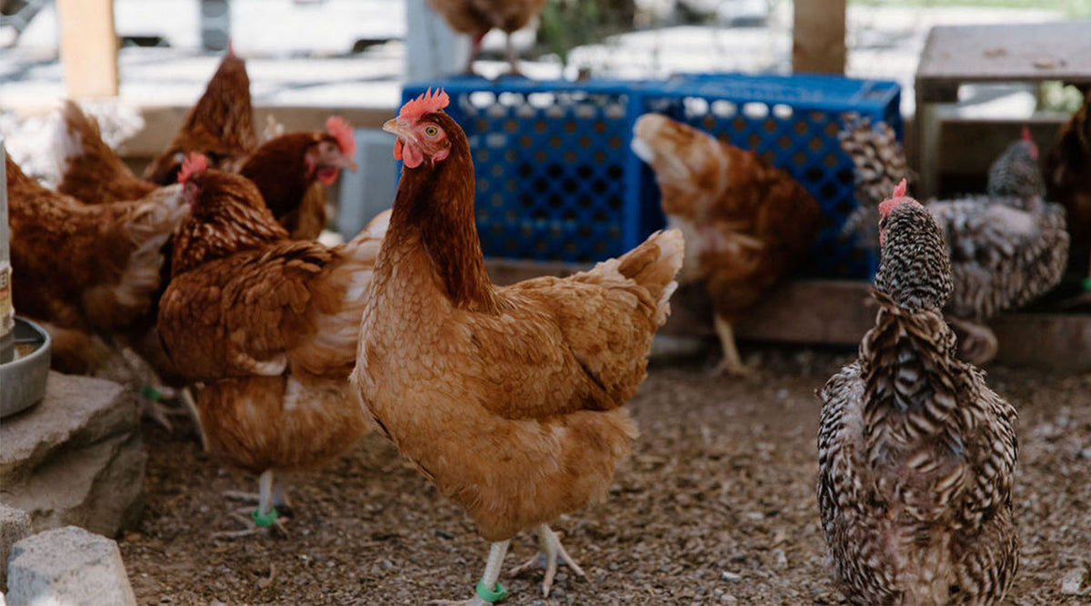 How to Raise Your Own Backyard Chickens – Kinghaven Farms