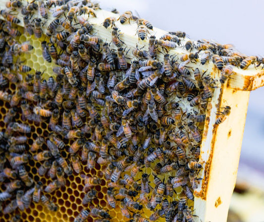 Bee Behaviour: What Are the Bees Trying to Tell Us?