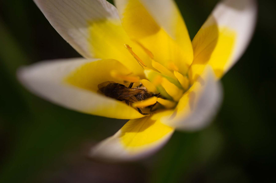 Perishing pollinators —what’s causing the decline in pollinator populations and how you can help