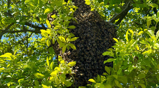 A swarm of bees at Kinghaven Farms